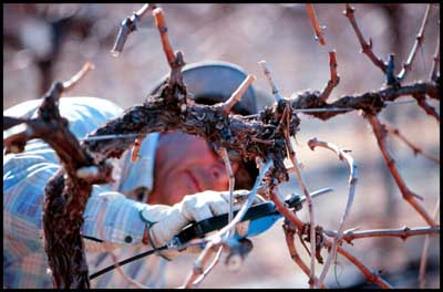 Angelo Cutuli in the vineyard