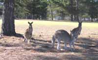 kangaroos at Stanthorpe Golf Club