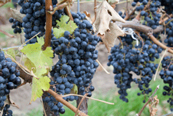 Cabernet Sauvignon grapes at Ice House