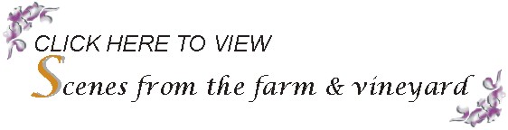 Scenes from the farm and vineyard